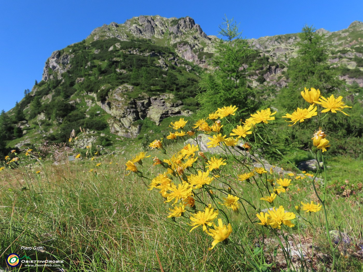 21 Al Dosso degli Zappelli (1820 m) il sentiero spiana con belle fioriture.JPG